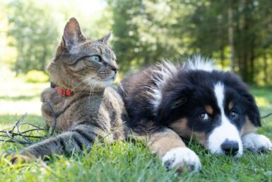 Un chat et un chien couchés dans l'herbe.